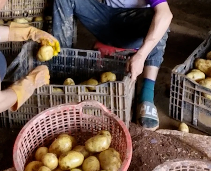 ĐIỀU TRA 'Hô biến' khoai tây Trung Quốc thành nông sản Đà Lạt - Bài 1: Trộn đất, dán nhãn là thành hàng Đà Lạt - 2