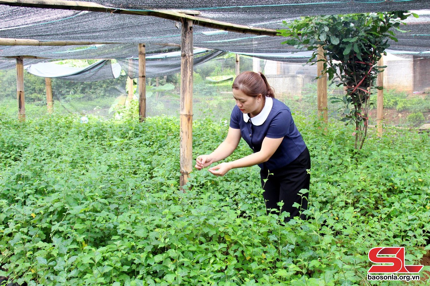 Cán bộ kỹ thuật Trung tâm Khuyến nông tỉnh kiểm tra vườn ươm cây giống cà gai leo của HTX Nam Sơn - Phú Lương.