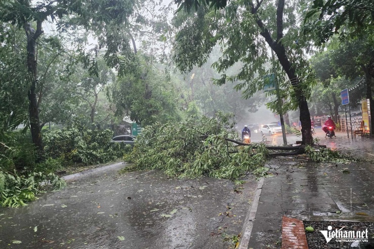 Cây xanh đổ la liệt trên phố Nguyễn Xuân Linh, quận Cầu Giấy. Ảnh: Quang Phong