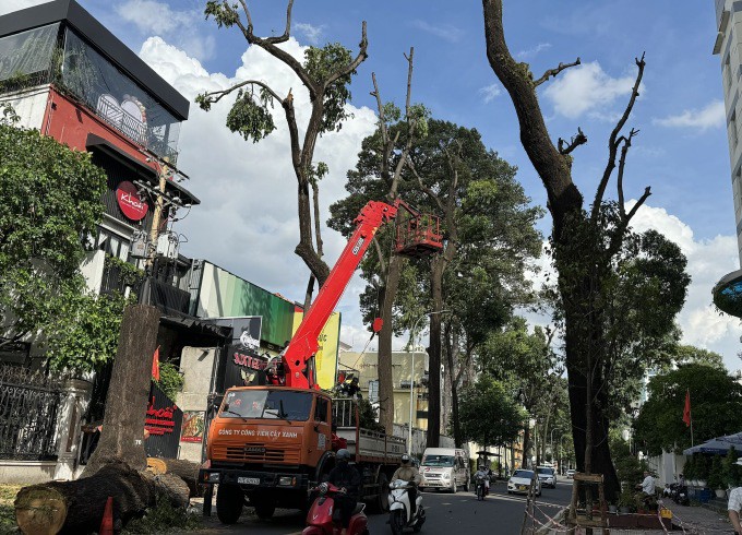 Hàng cây trên đường Lê Quý Đôn, quận 3 sau khi được cắt tỉa cành. Ảnh: Gia Minh