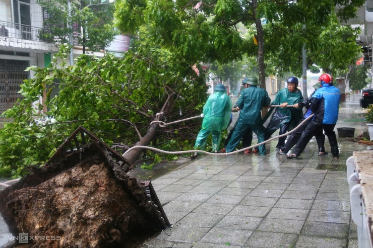 Trên tuyến đường chính dẫn ra cảng Cái Rồng nhiều cây sấu bật gốc chắn ngang đường. Lực lượng chức năng nhanh chóng có mặt, kéo cây vào sát ven đường tránh ảnh hưởng giao thông. Ảnh: Phạm Dự