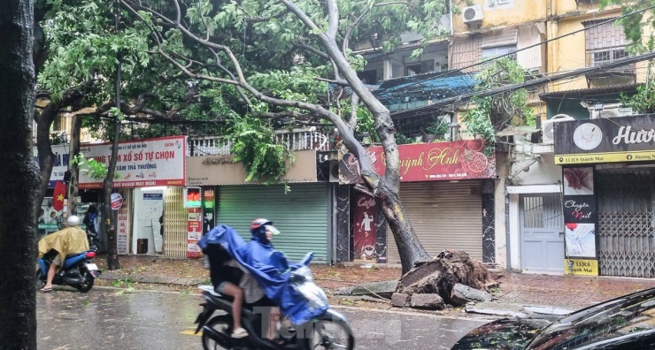 Ghi nhận rất nhiều cây cối trong thành phố bị quật đổ gây ảnh hưởng giao thông và nguy hiểm cho người đi đường. Tại khu vực đường Quỳnh Mai (quận Hai Bà Trưng) ghi nhận cảnh tượng cây xanh bật gốc tiềm ẩn nhiều nguy hiểm.