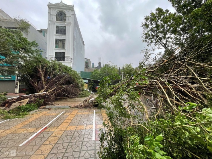 Nhiều cây si dưới chân toà chung cư trên mặt đường 70 phường Yên Xá, huyện Thanh Trì bị bật gốc, gãy đổ la liệt. Ảnh: Lê Hiếu