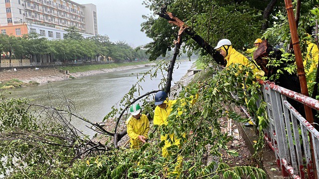 Công nhân môi trường, cây xanh xử lý sự cố đổ cây và những nơi dễ bị ngập úng