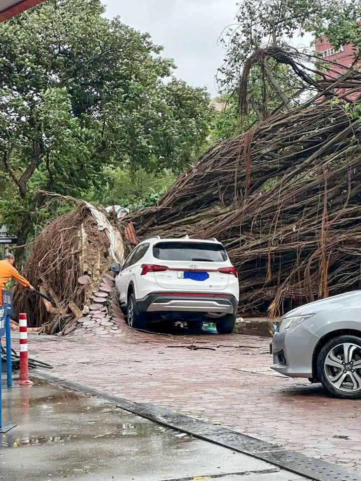 Cây cổ thụ gãy đổ trên đường Hoàng Quốc Việt đè bẹp một ôtô đang đậu.