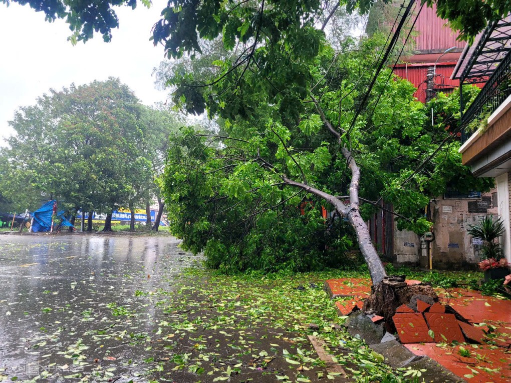 Cây đổ, tôn bay, một người tử vong trong gió bão - 16