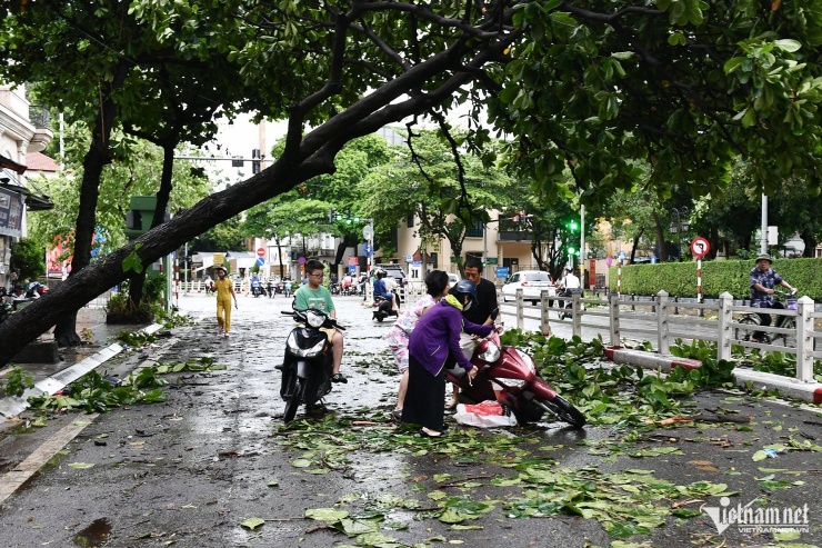 Trên phố Tôn Đức Thắng đoạn gần Nguyễn Thái Học, dù phía trước một cây đổ chắn hết lối đi, một phụ nữ vẫn cố đi lên trên tán lá cây và bị ngã xe. 