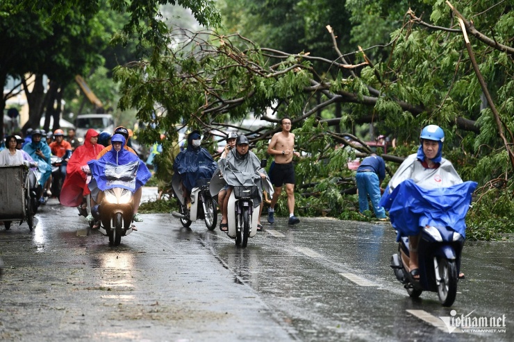 Xung quanh hồ Hoàn Kiếm, cả chục cây xanh bị bật gốc ngã đổ. Phố đi bộ bên hồ Gươm hôm nay không hoạt động. Ô tô, xe máy được phép đi bình thường.