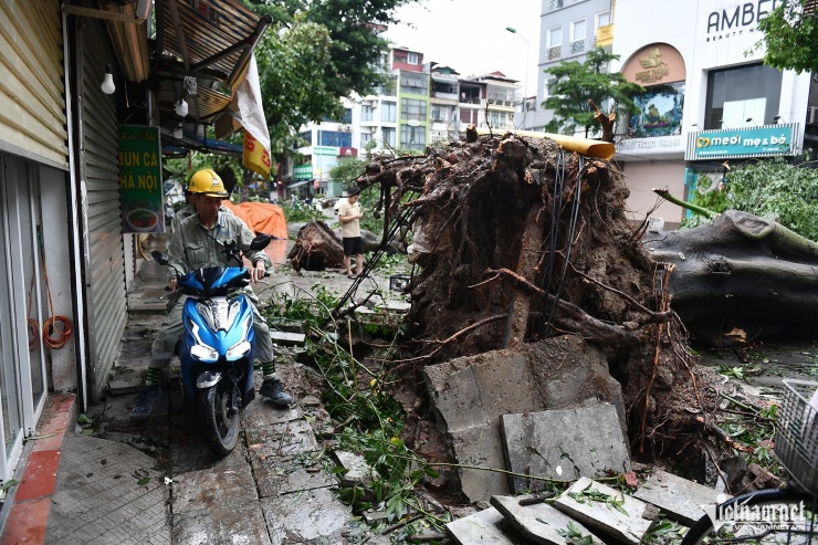 Một cây cổ thụ lớn đổ ngang phố Giang Văn Minh khiến lối đi lại chỉ còn một khe nhỏ trên vỉa hè.