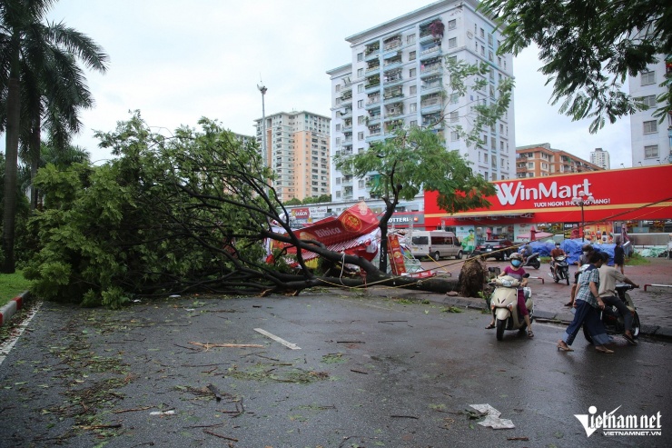 Do cây chắn ngang đường, giao thông gặp khó khăn, nhiều tuyến đường không thể đi lại. Người dân phải luồn lách, chui qua cây đổ.