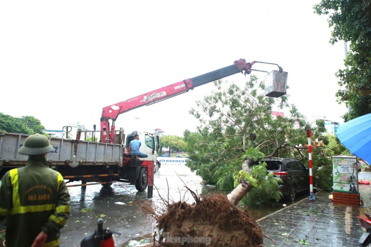 Lực lượng cứu hộ phải mang máy cẩu đến xử lý cây đổ.