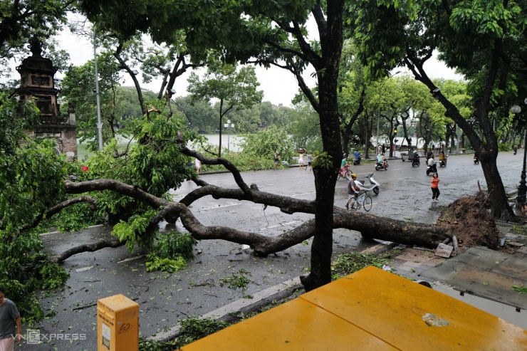 Cây sấu lớn trước cửa Bưu điện Hà Nội bật gốc nghiêng về phía tháp Hòa Phong, chiếm toàn bộ đường xe chạy, ôtô, xe máy không thể lưu thông.