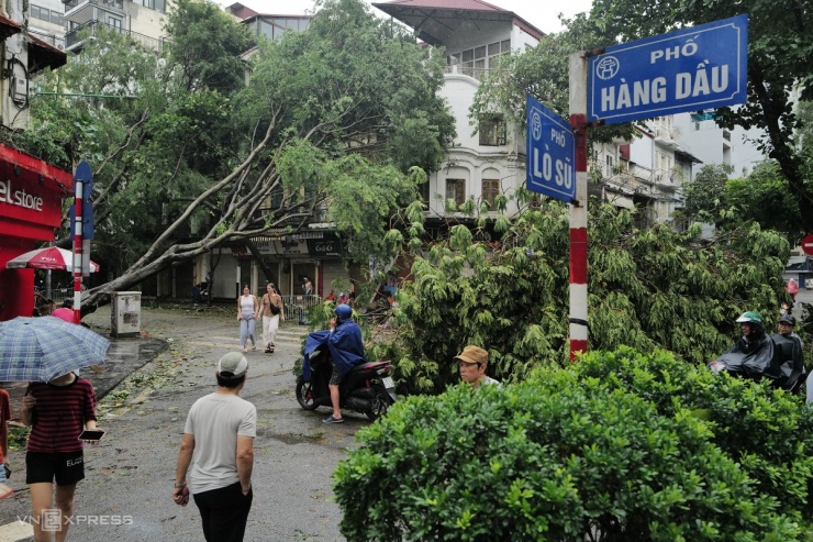 Ngã tư Hàng Dầu - Lò Sũ có nhiều cây đa, si, và nhiều cây sưa đỏ bật gốc nghiêng vào nhà dân, cũng như ngả dài ra đường.