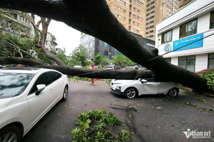 Nhiều người dân đỗ ô tô trên hè phố hoặc ở sân các khu đô thị đã phải chịu hậu quả khi hàng chục chiếc "xế hộp" bị cây đổ đè bẹp trong đêm qua. Hình ảnh tại chung cư Nam Đô, phố Trương Định, quận Hoàng Mai. Ảnh: Lê Anh Dũng.