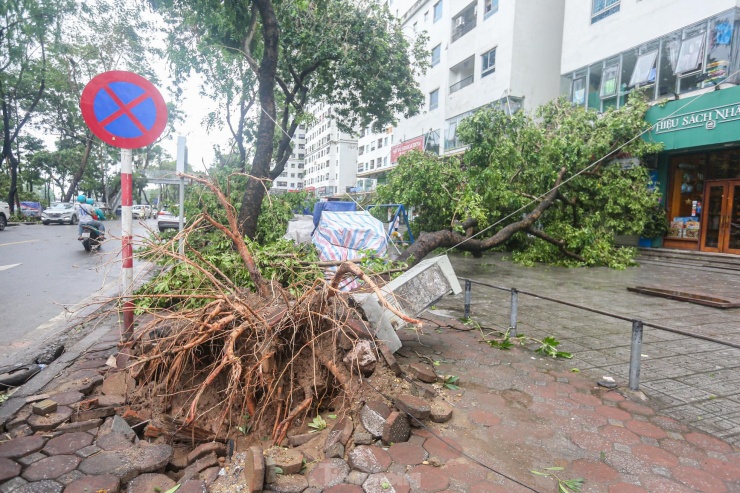 Hàng loạt cây xanh lớn xung quanh khu chung cư HH Linh Đàm gãy đổ sau đêm mưa bão.