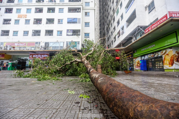 Nhiều cây cao hàng chục mét đổ xuống vỉa hè, rất may không có thiệt hại về người.