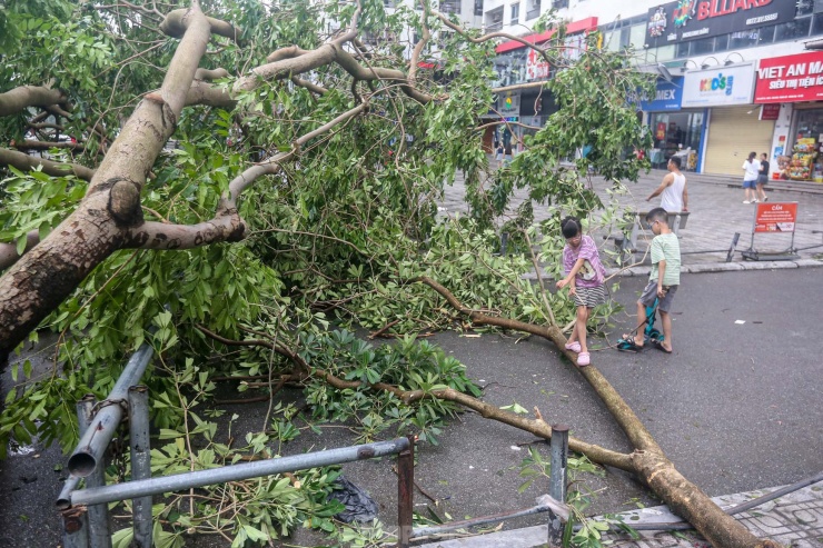 Cây lớn đổ ngáng đường các lối vào khu chung cư.