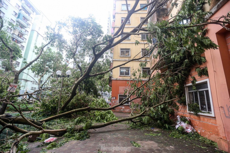 Không chỉ công viên, nhiều lối đi trong các tòa chung cư trong khu đô thị Linh Đàm bị bịt kín bởi cây đổ.