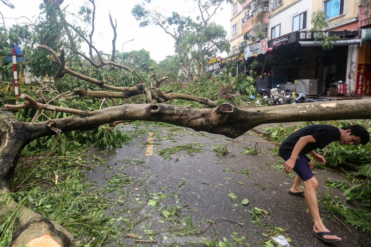 Người dân phải chui qua các cành cây để di chuyển về nhà.