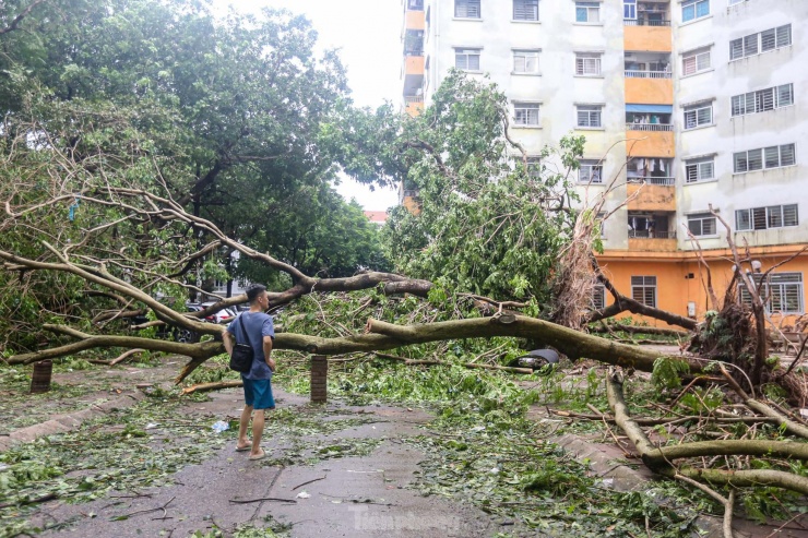 Một người dân không thấy lối vào khu chung cư bị chắn bởi cây đổ.