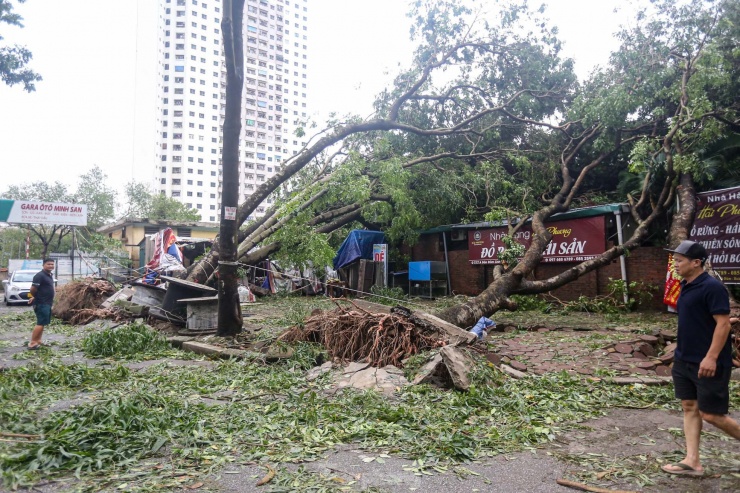 Một số nhà hàng hư hỏng do bị cây đè.