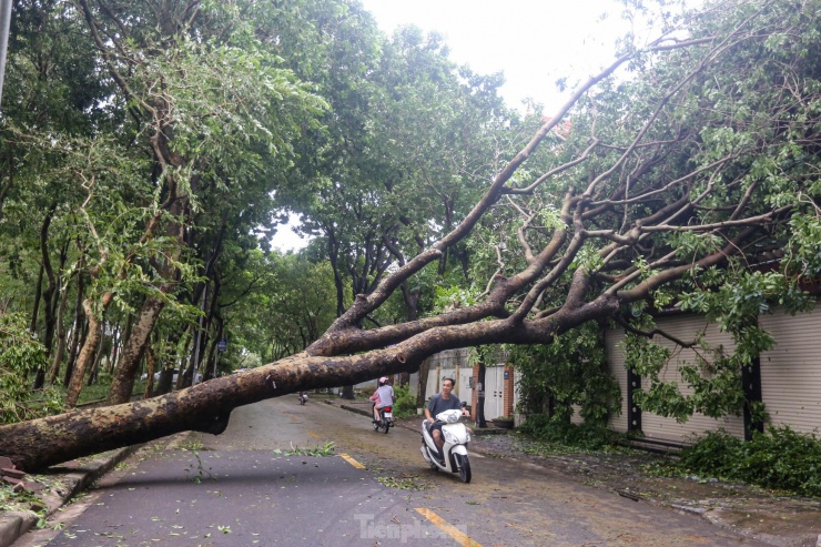 Lối đi chắn ngang bởi cây lớn đổ xuống, gây khó khăn cho các phương tiện.