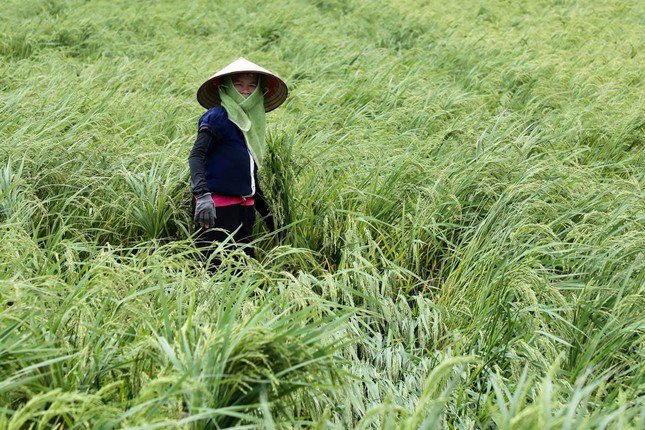 Bên cạnh đó, nhiều diện tích lúa đã trổ bông tại huyện Hưng Hà cũng đổ rạp.