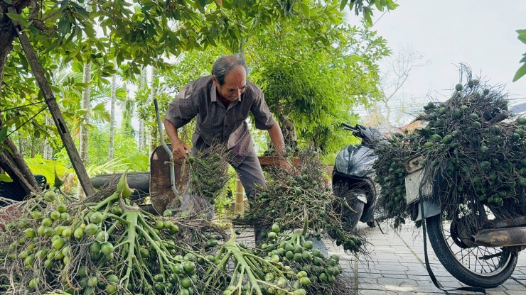 Theo người trồng cau, năm nay giá cau đã cao ngay từ đầu vụ (vào khoảng giữa tháng 6) với hơn 40.000 đồng/kg khiến họ rất bất ngờ, bởi tăng gần cả chục lần so với các năm trước. Giá cau đạt kỷ lục mang đến cho người nông dân nguồn thu nhập khá ngay từ đầu vụ.