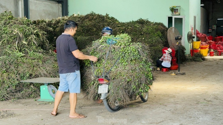 Bên cạnh nỗi lo mất mùa, mất trộm khi giá cau tăng, người dân Quảng Ngãi còn mang theo nỗi sợ của nhiều năm trước. Khi ấy giá cau đỉnh điểm lên đến 95.000 - 100.000 đồng/kg, sau đó lại rớt giá thê thảm. Đến năm nay, giá cau lại tăng mạnh từng ngày. Câu chuyện bình ổn giá đang là vấn đề nan giải của những người dân sống nhờ cau.