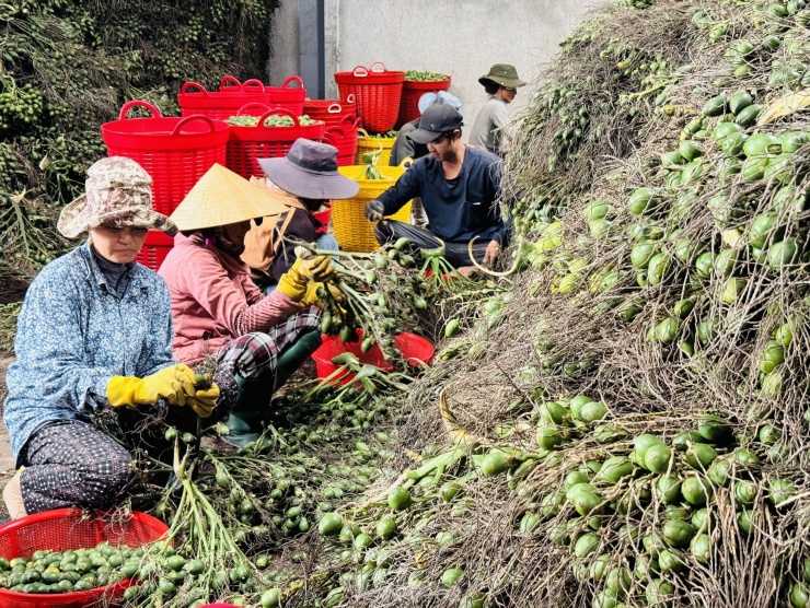 “Hy vọng giá cau cứ ở mức 50.000 đồng/kg là tôi mừng rồi. Thu nhập ổn định, bền vững thì người dân vui hơn nhiều so với việc tăng vụt giá rồi sau đó rớt giá mạnh”, bà Lê Thị Nghỉ (trú xã Hành Đức, huyện Nghĩa Hành) nói.