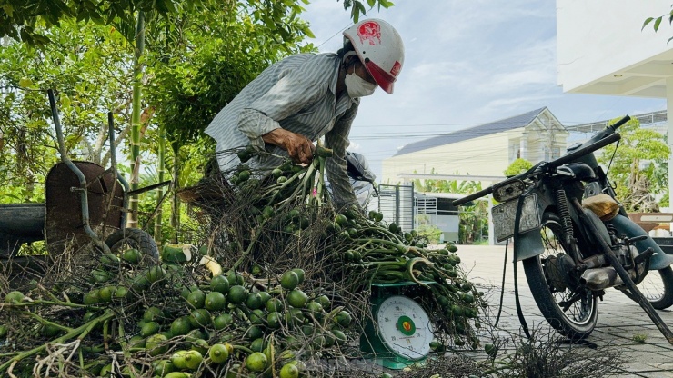 Ông Trần Văn Nam (trú xã Hành Đức, huyện Nghĩa Hành) cho hay, gia đình ông trồng 400 cây cau 5-6 năm tuổi. Với giá cau hiện tại là 60.000 đồng/kg, mỗi cây cau mang lại cho gia đình khoảng 700.000 đồng lợi nhuận. Đây là mức thu lãi cao mà ít cây trồng nào ở Quảng Ngãi có thể sánh được.