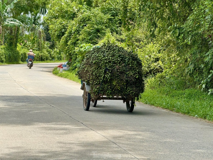 Giá cau tươi tăng mạnh, vì sao nông dân &#39;đứng ngồi không yên&#39;? - 10