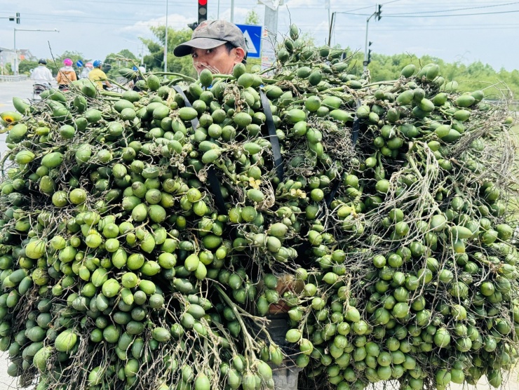 Do phụ thuộc vào thị trường Trung Quốc nên giá cau cũng như nhiều loại nông sản khác (ớt, dưa hấu...) luôn biến động bất thường.