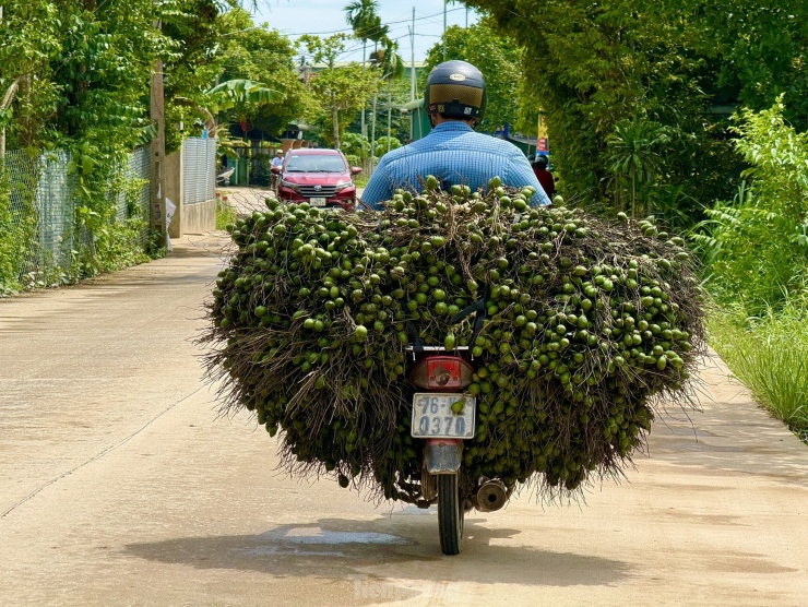 Giá cau tươi tăng mạnh, vì sao nông dân &#39;đứng ngồi không yên&#39;? - 11