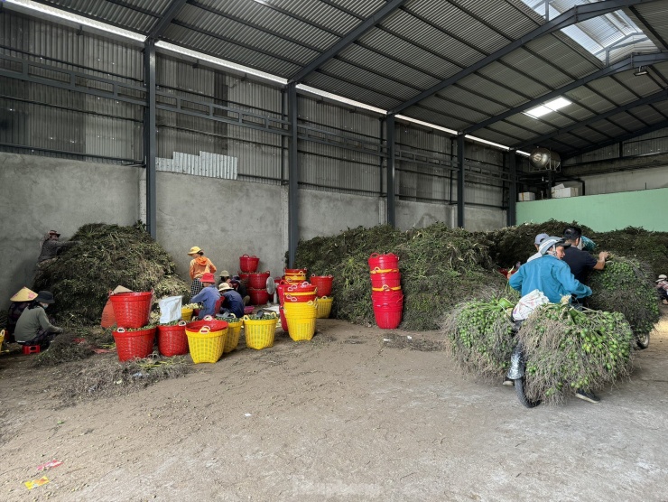 “Có năm thu mua với giá 20.000 - 30.000 đồng/kg về sấy khô để xuất đi Trung Quốc. Thế nhưng cau sấy chưa kịp khô thì giá tuột xuống, chỉ còn 3.000 - 4.000 đồng/kg. Giá cả nông sản xuất sang Trung Quốc thay đổi từng ngày, không thể biết trước được”, anh Nguyễn Minh, chủ một vựa cau nói.