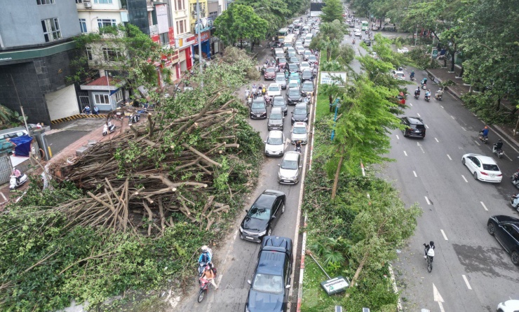 Cây đa cổ thụ đổ chắn ngang đường Hoàng Quốc Việt (đoạn giao với Trần Cung) khiến phương tiện di chuyển qua đây gặp rất nhiều khó khăn.