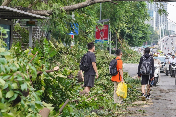 Cây cối la liệt trên đường Nguyễn Chí Thanh chắn hết trạm chờ xe buýt, người dân phải đứng dưới lòng đường chờ xe.