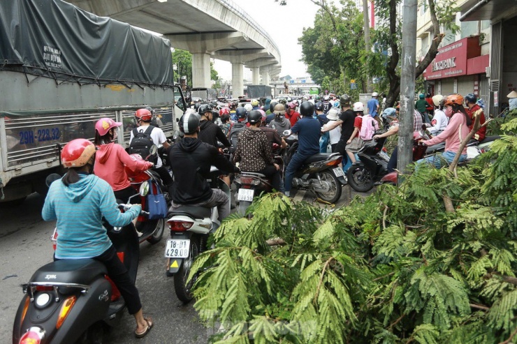 Đường Hồ Tùng Mậu, nhiều cây xanh trên vỉa hè chưa được dọn gây cản trở lối đi.