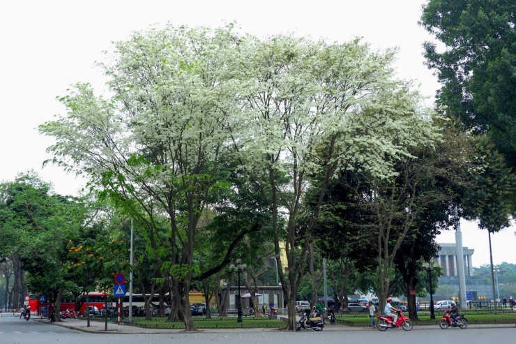 Những 'cây check in' ở Hà Nội trước và sau bão - 1