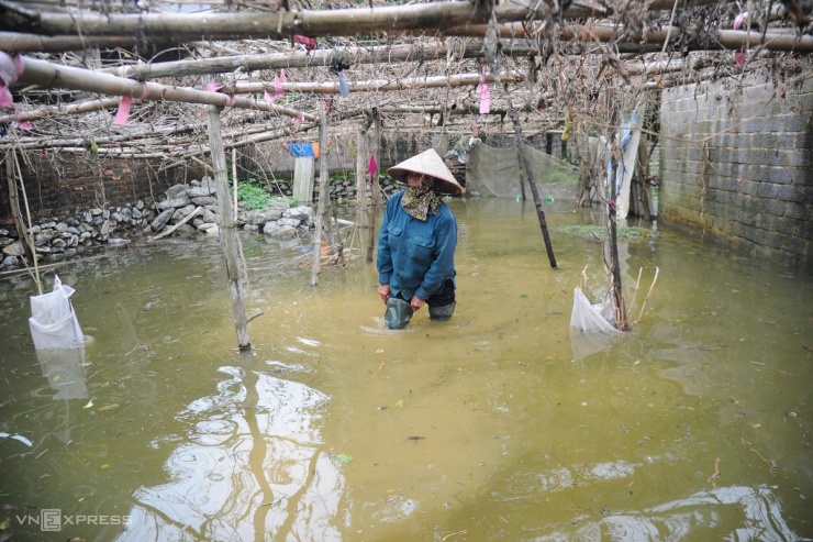 Lội qua khoảng vườn trồng hoa màu chết khô vì ngập úng gần hai tháng trước chưa kịp trồng lại, chị Thắm cho biết nước vào sân vườn từ sáng hôm qua, gia đình đã phải nhờ hàng xóm láng giềng giúp luân chuyển những vật nặng.