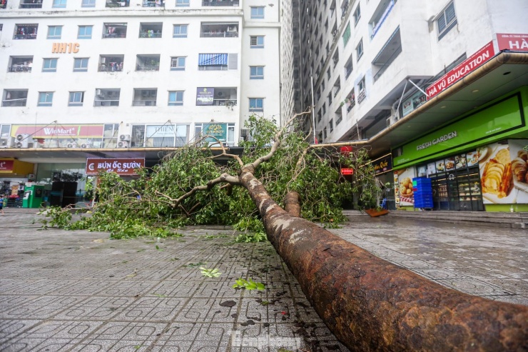 Siêu bão khiến hàng loạt cây lớn bật gốc, đổ đè lên ô tô, chắn ngang lối đi và sân nội khu trong khu đô thị đông dân nhất Thủ đô - KĐT Linh Đàm (quận Hoàng Mai).