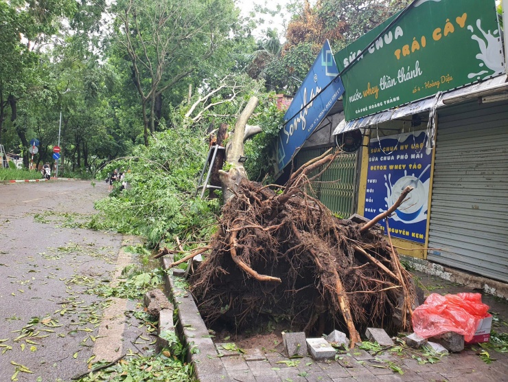 Trên đường Hoàng Diệu, dãy nhà bị cây bật gốc đè vào.