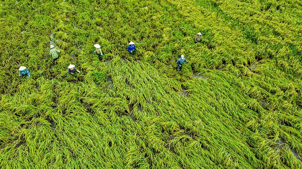 Thông tin từ Sở NN&amp;PTNT Thanh Hóa, hiện sở đã có văn bản đề nghị các địa phương trong tỉnh huy động tối đa nhân lực, máy móc thiết bị, tranh thủ thời tiết thuận lợi, tập trung thu hoạch triệt để diện tích lúa đã chín từ 80% trở lên và các cây trồng khác đã đến thời điểm thu hoạch.