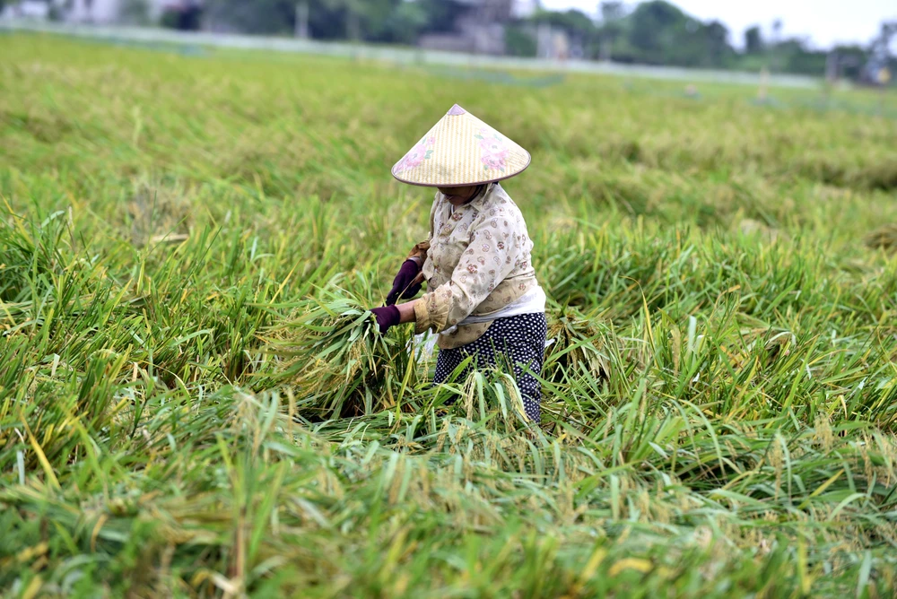 Theo bà Hưng, diện tích lúa thu hoạch sớm hơn dự kiến đã ảnh hưởng đến năng suất vụ này. Bình thường khoảng 2 tạ lúa/sào thì nay chỉ khoảng hơn 1 tạ lúa/sào. Nếu để lúa ngâm nước quá lâu sẽ dễ bị thối, thiệt hại càng lớn hơn.