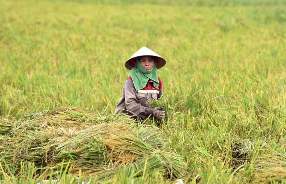 Theo đại diện một số doanh nghiệp nông sản trên địa bàn tỉnh Thanh Hóa, hiện nay giá thu mua lúa khoảng từ 6.800 đến 7.000 đồng/kg. "Tuy chất lượng gạo thành phẩm chỉ đạt 70% nhưng doanh nghiệp vẫn bao tiêu cho người dân để tái đầu tư sản xuất" - lãnh đạo một doanh nghiệp cho biết.