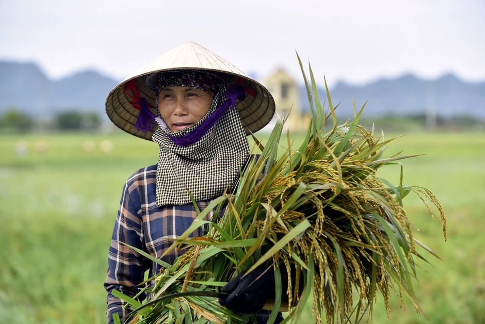 Trao đổi với PV, bà Lê Thị Hưng (thôn Mỹ Khê, xã Ba Đình, huyện Nga Sơn) cho biết gia đình có khoảng 7 sào lúa, dự kiến khoảng cuối tháng 9 mới đến kỳ thu hoạch. Tuy nhiên, do mưa liên tục từ trước, trong và sau bão số 3, cùng với gió lốc nên nhiều diện tích lúa bị đổ, ngập úng, cần phải thu hoạch ngay.