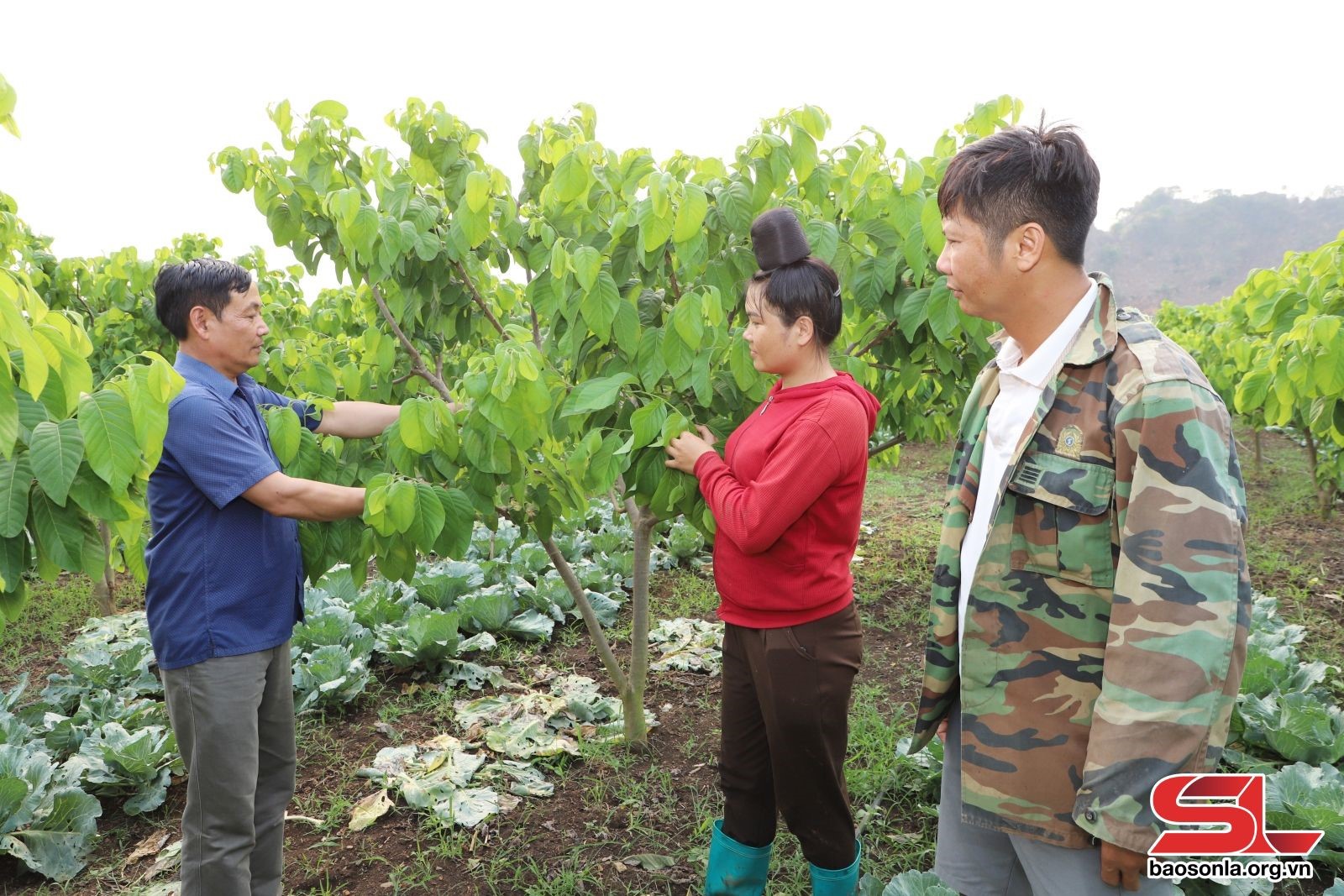 Nhân dân bản Mé Lếch, xã Cò Nòi, chia sẻ kinh nghiệm chăm sóc cây na.