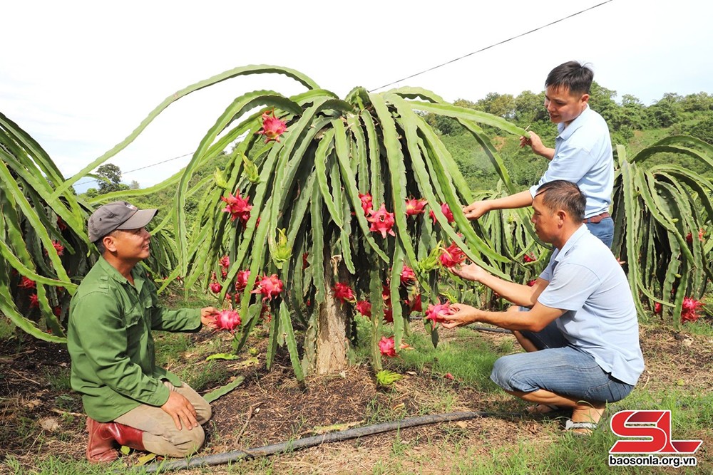 Các thành viên HTX Phiêng Quài, xã Chiềng Ban, trao đổi kinh nghiệm chăm sóc cây thanh long.