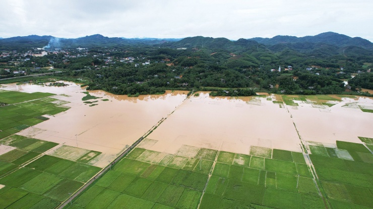 Tại xã Minh Hạc, diện tích lớn lúa đang trổ đòng đã bị nước lũ tràn vào. Ảnh: Đức Hoàng