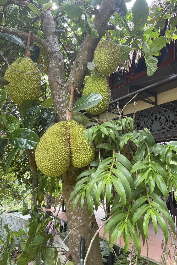 Trang trại của Việt Hoàn có hàng chục cây mít, quanh năm ra trái. Anh kể, mỗi ngày đến phòng tập để chuẩn bị cho liveshow 'Dòng sông đa tình', anh đều mang theo một trái mít để 'hối lộ' nhạc sĩ, giám đốc âm nhạc Lưu Hà An. Những người bạn từ thành phố đến chơi cũng thường được anh tặng mít mang về làm quà.